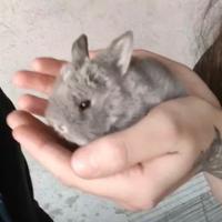 Conigli nani minilop