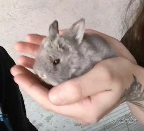 Conigli nani minilop