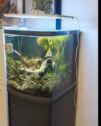 acquario