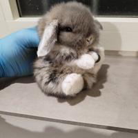 Coniglio nano ariete