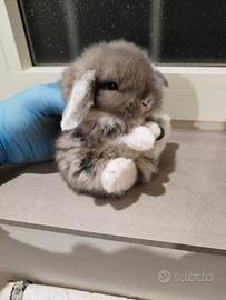 Coniglio nano ariete