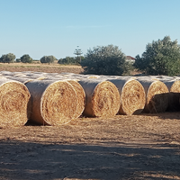 Fieno seminato