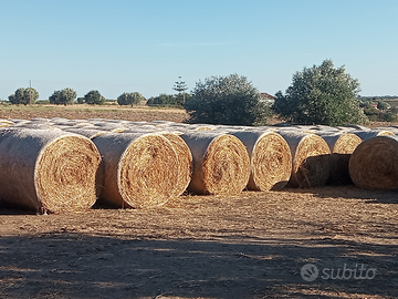 Fieno seminato