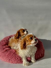 Cavalier King