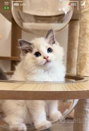 Ragdoll con Pedigree