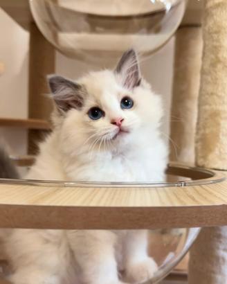 Ragdoll con Pedigree