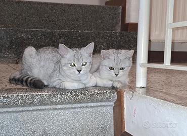 Animali gatti