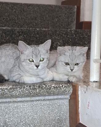 Animali gatti