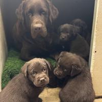 Labrador retriever chocolat