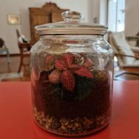 Terrarium in vetro