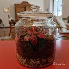 Terrarium in vetro