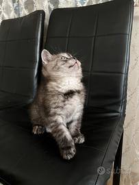 Gattina Scottish Straight