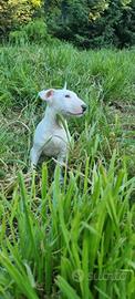 Bull terrier