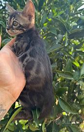 Gattino bengala