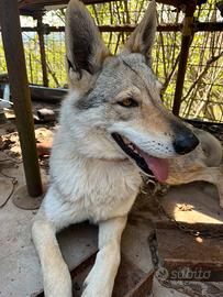 Cane Lupo Cecoslovacco