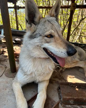 Cane Lupo Cecoslovacco