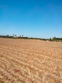 Ladispoli terreni e magazzini/capannoni vari