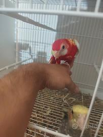 Rosella rubino