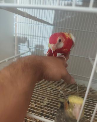 Rosella rubino