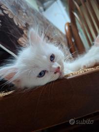 Gattini Ragdoll Persiano