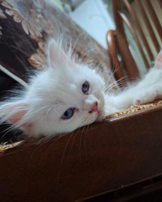 Gattini Ragdoll Persiano