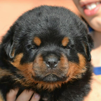 Cuccioli rottweiler zona Eur