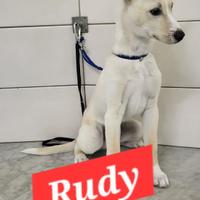 Cucciolo di quattro mesi