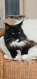 Maine Coon Femmina in Rehoming