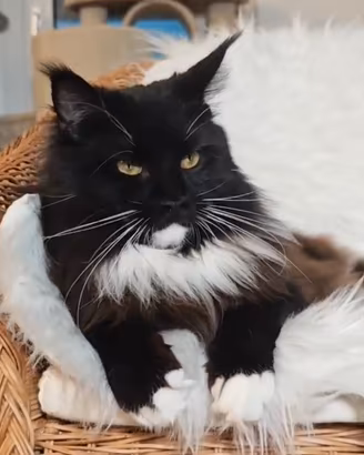 Maine Coon Femmina in Rehoming
