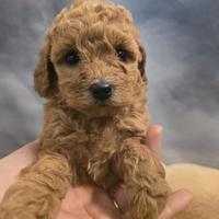 Barboncina fulva taglia toy