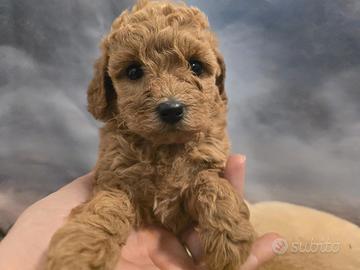 Barboncina fulva taglia toy