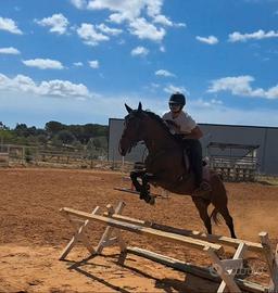 Cavallo