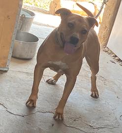Pitbull