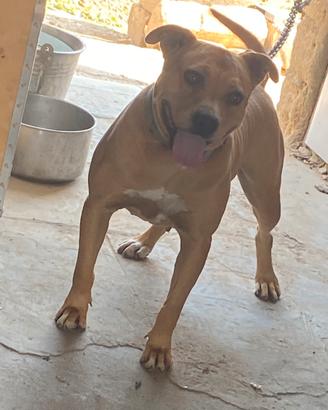 Pitbull