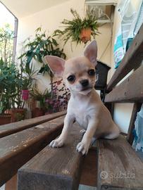 cuccioli Chihuahua 