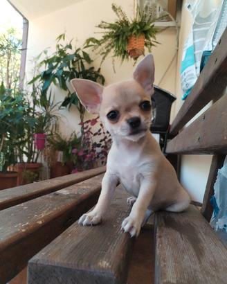 cuccioli Chihuahua 