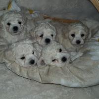 Bichon a poil frisè