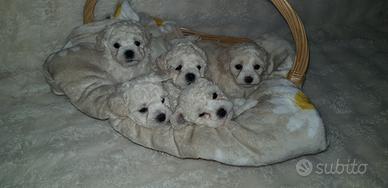 Bichon a poil frisè