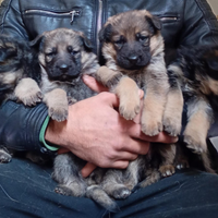 Cuccioli di Pastore Tedesco