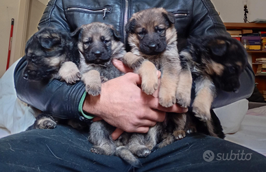 Cuccioli di Pastore Tedesco