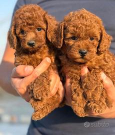 Cucciolo barboncino toy red