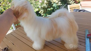 Lhasa Apso