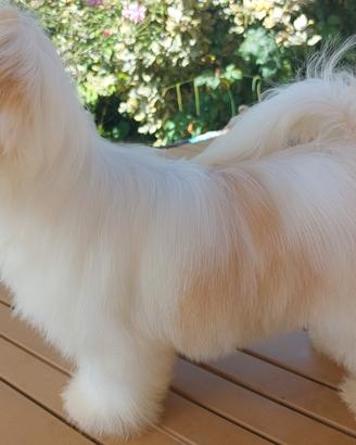 Lhasa Apso