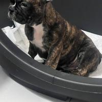 Cucciolo di bulldog francese