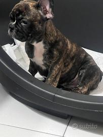 Cucciolo di bulldog francese