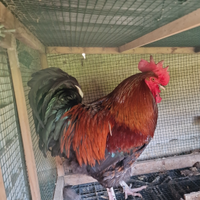 Gallo Olive Egger