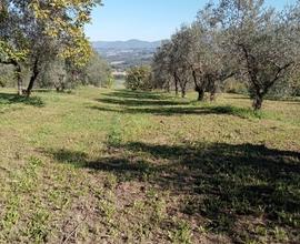 Terreno loc Fabbrucciano