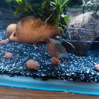 Maschio di Gourami Lalia