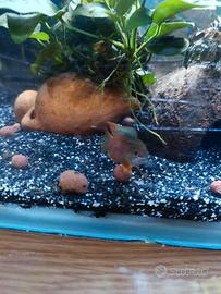 Maschio di Gourami Lalia