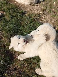 Cuccioli cane da pastore maremmano